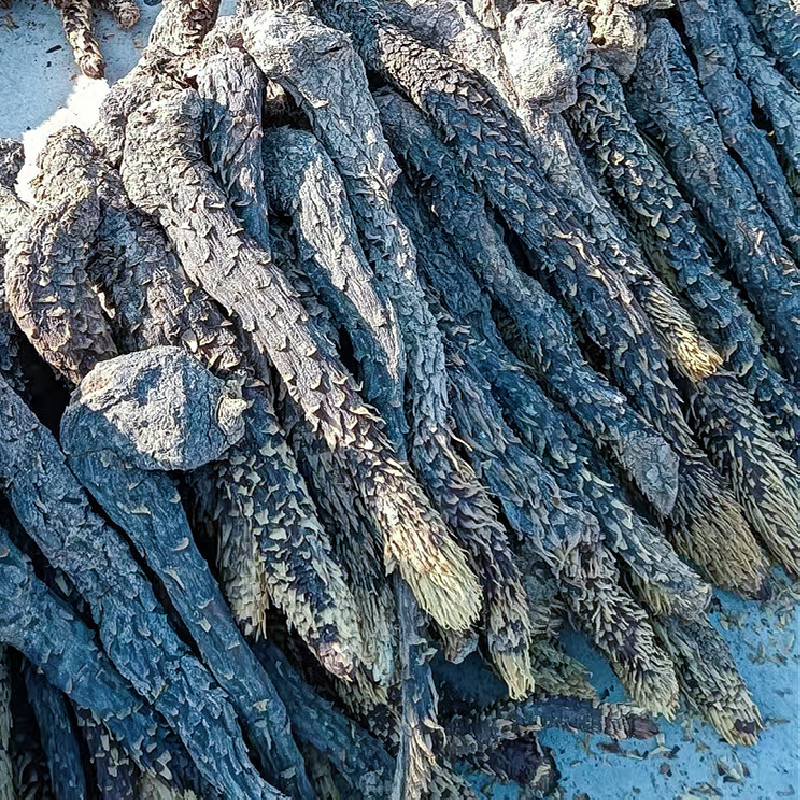 油肉苁蓉新疆特产软质甜苁蓉泡水泡茶沙漠宝新年干货包邮批发