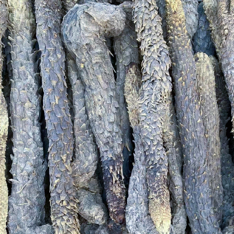 油肉苁蓉新疆特产软质甜苁蓉泡水泡茶沙漠宝新年干货包邮批发