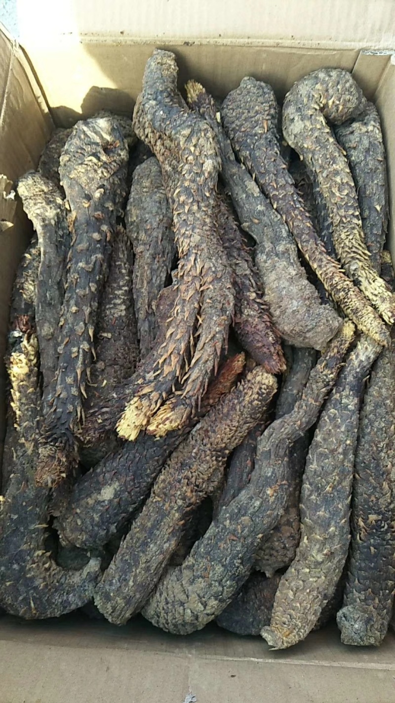 油肉苁蓉新疆特产软质甜苁蓉泡水泡茶沙漠宝新年干货包邮批发