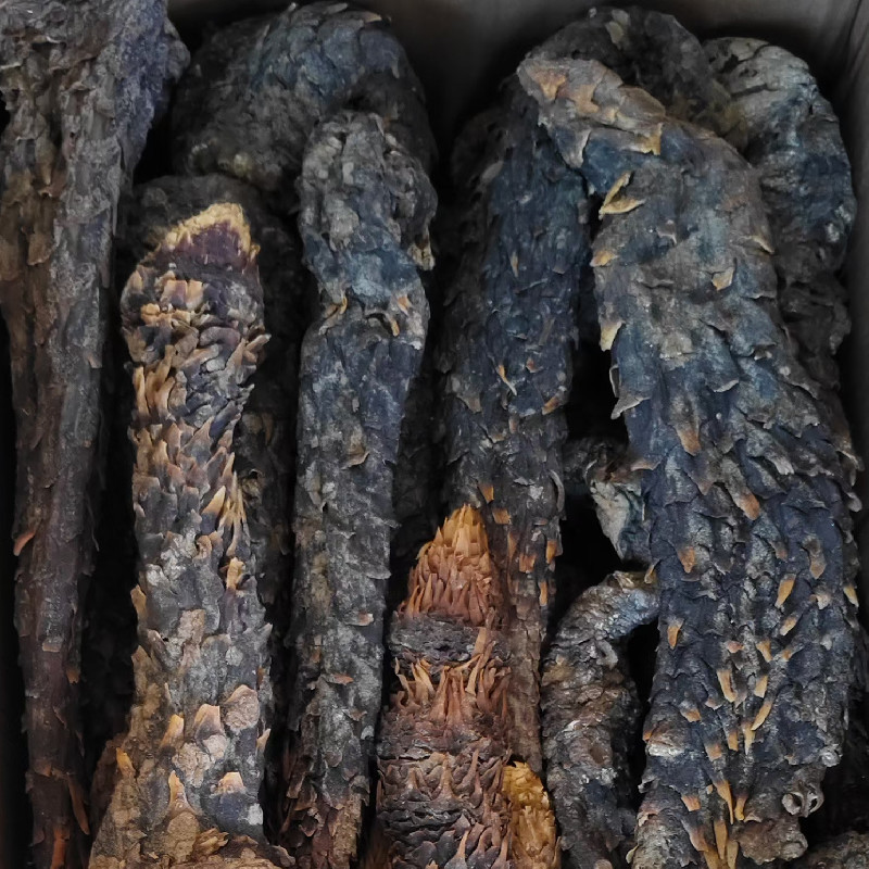 油肉苁蓉新疆特产软质甜苁蓉泡水泡茶沙漠宝新年干货包邮批发