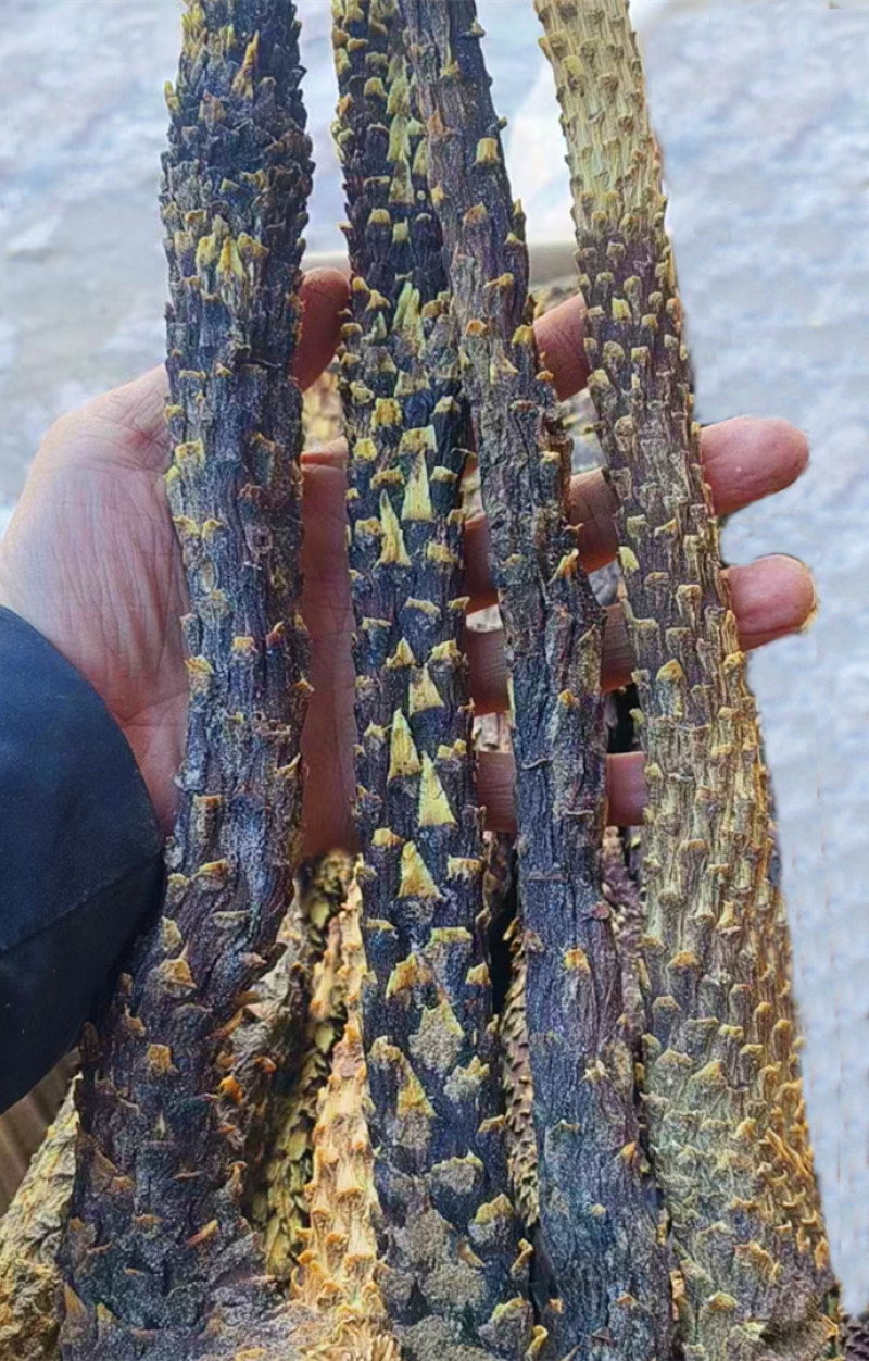 油肉苁蓉新疆特产软质甜苁蓉泡水泡茶沙漠宝新年干货包邮批发