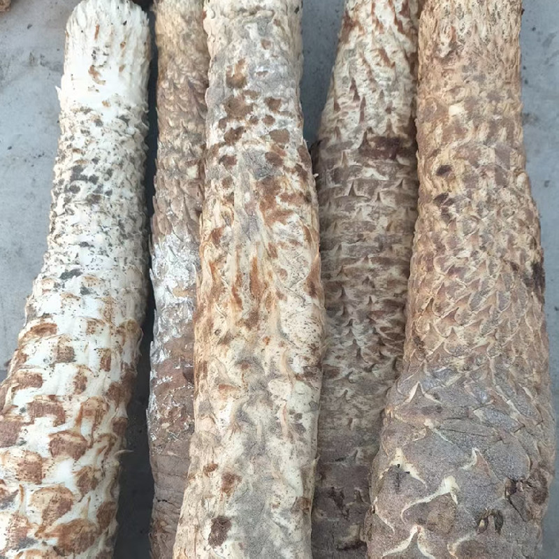 油肉苁蓉新疆特产软质甜苁蓉泡水泡茶沙漠宝新年干货包邮批发