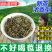 高山云雾绿茶2025新茶散装批发香茶袋装浓香型炒青大批