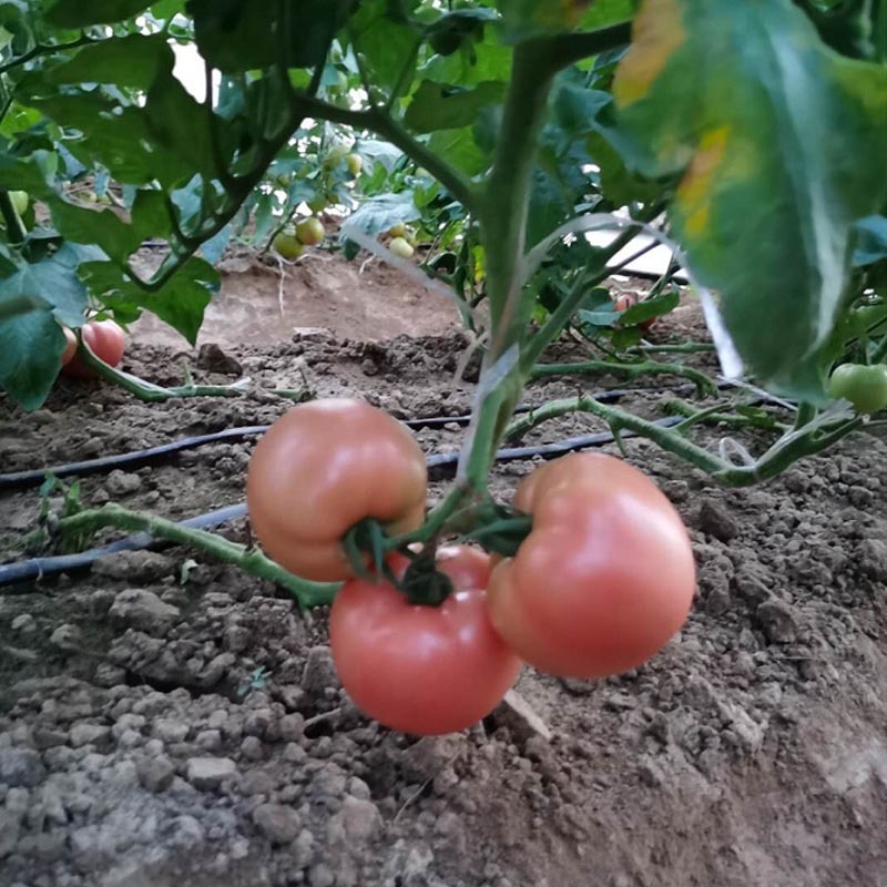 粉抗8号西红柿种子早熟抗TY粉色大果皮厚耐裂番茄