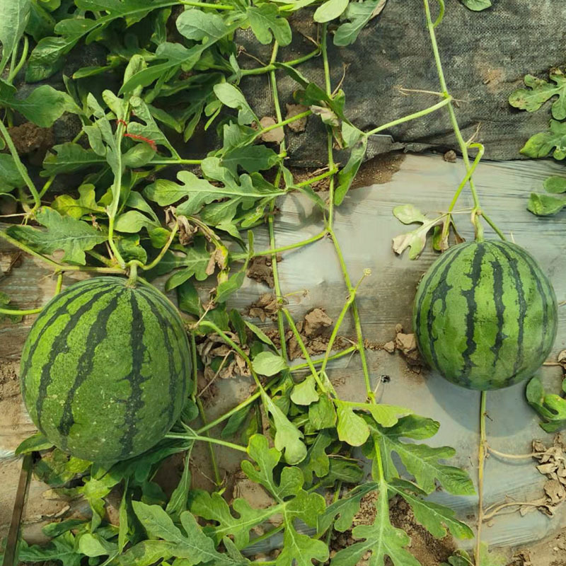 超蜜冠龙西瓜种子抗重茬品种易座果宁夏西瓜种苗