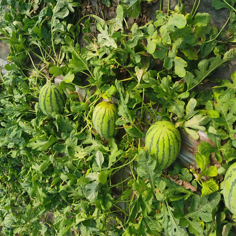 超蜜冠龙西瓜种子抗重茬品种易座果宁夏西瓜种苗