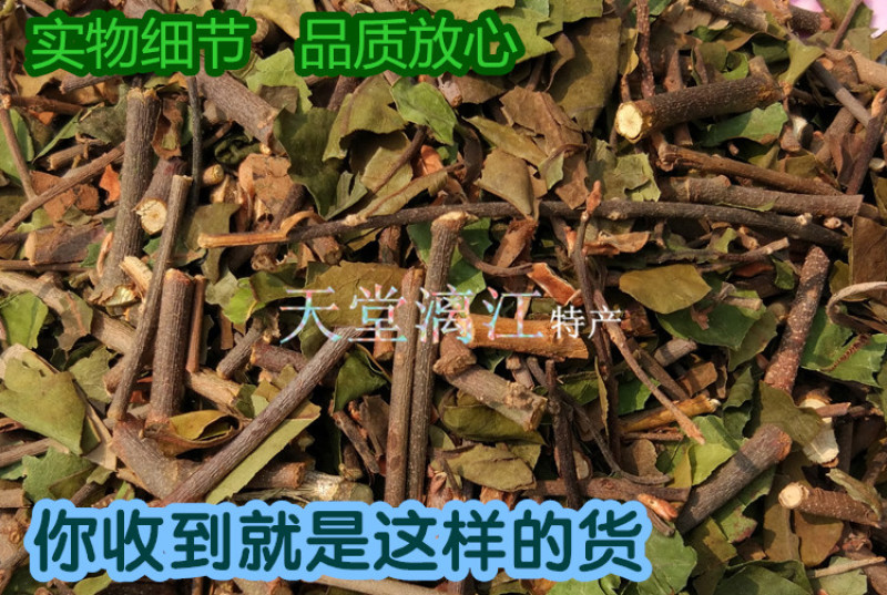天堂漓江桑寄生中药材广西桂林正品野生寄生