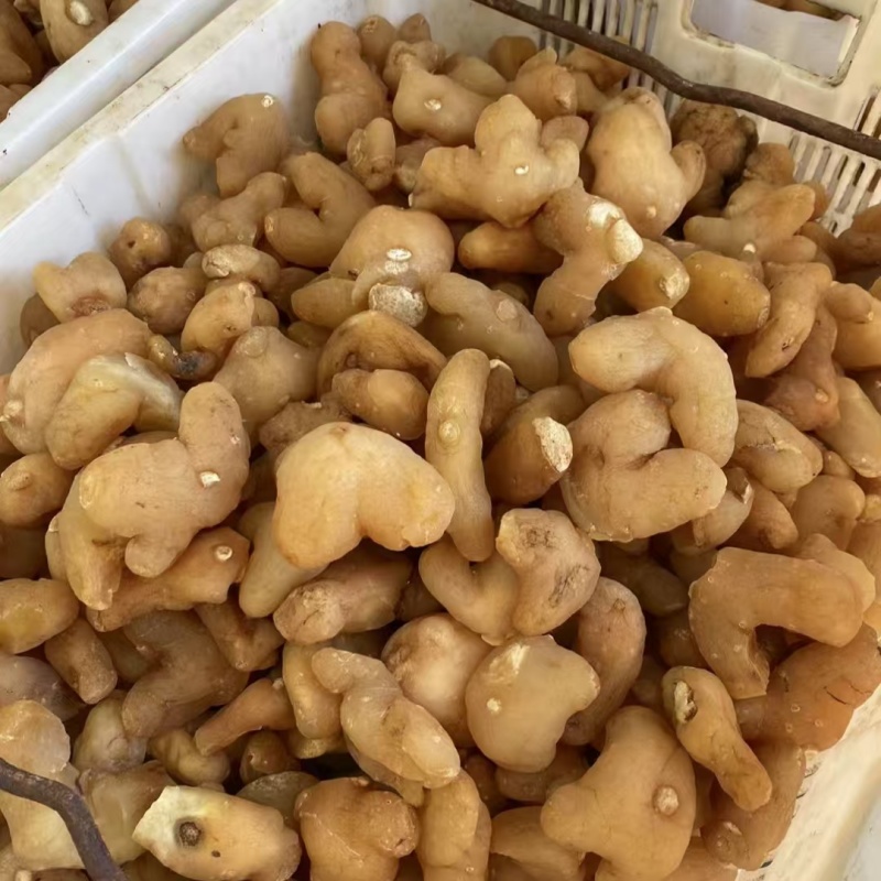 黄精新货优质精选大黄精片制黄精炙黄精规格齐全
