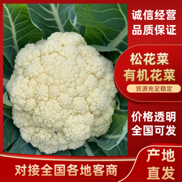 陕西三原菜花-松花菜产地发货量大从优欢迎来电