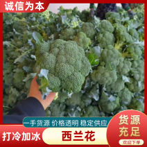 【视频看货】西兰花货源充足打冷加冰专业代办团队