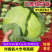陕西咸阳-甘蓝-莲花白产地发货量大从优欢迎来电