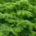法香芹菜种子欧芹种子皱叶菜香味浓洋香芹四季种植
