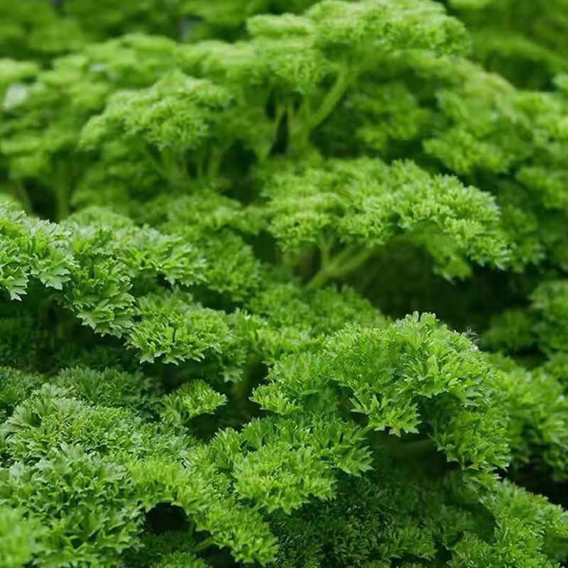 法香芹菜种子欧芹种子皱叶菜香味浓洋香芹四季种植
