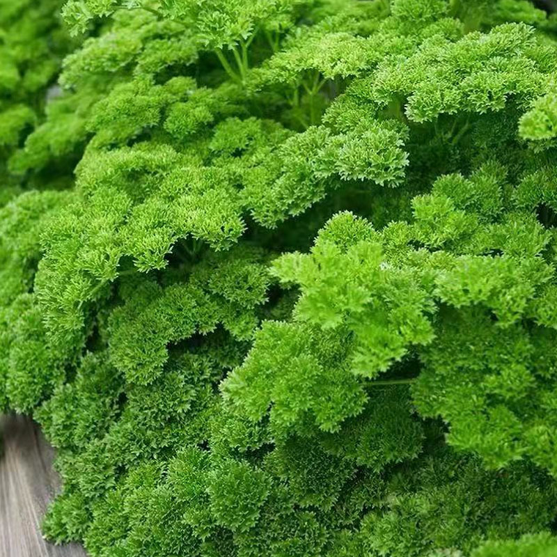 法香芹菜种子欧芹种子皱叶菜香味浓洋香芹四季种植