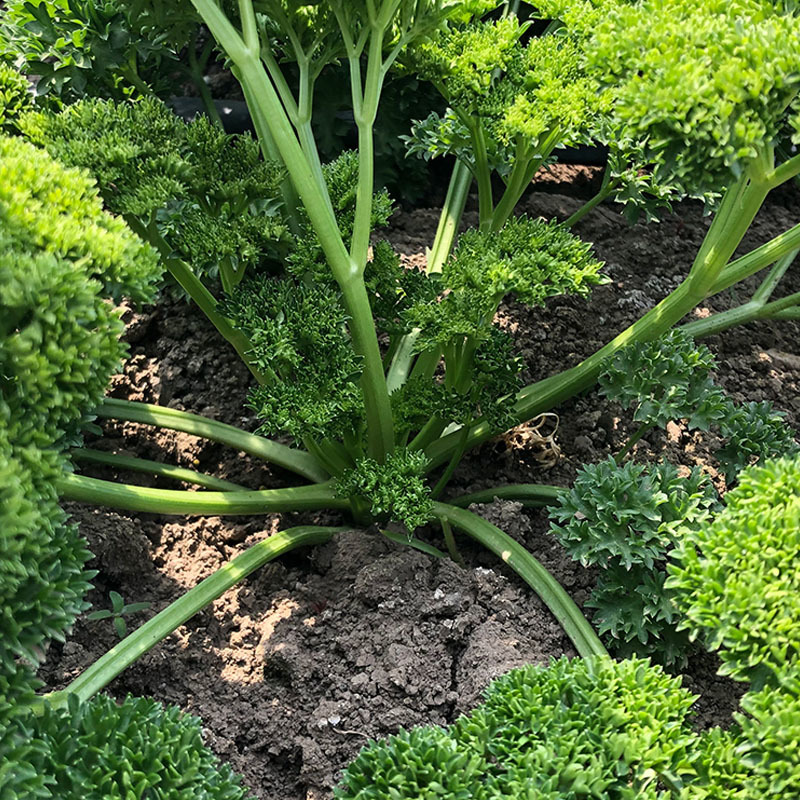 法香芹菜种子欧芹种子皱叶菜香味浓洋香芹四季种植