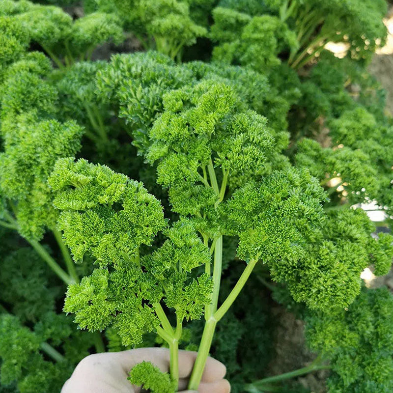 法香芹菜种子欧芹种子皱叶菜香味浓洋香芹四季种植