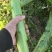莴笋杆子广西莴苣大量供应中对接电商市场加工厂等