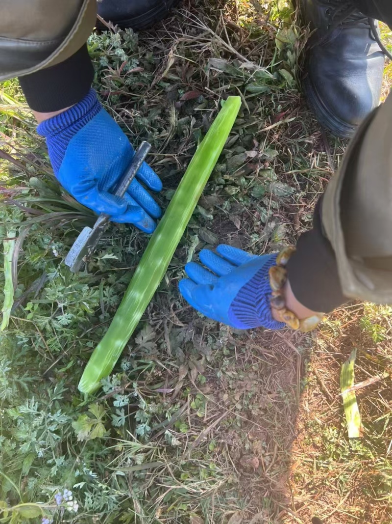 莴笋杆子广西莴苣大量供应中对接电商市场加工厂等