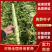 莴笋杆子广西莴苣大量供应中对接电商市场加工厂等