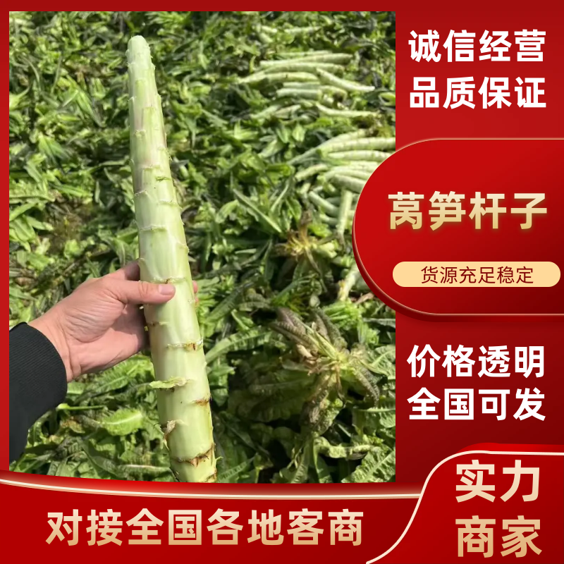 莴笋杆子广西莴苣大量供应中对接电商市场加工厂等