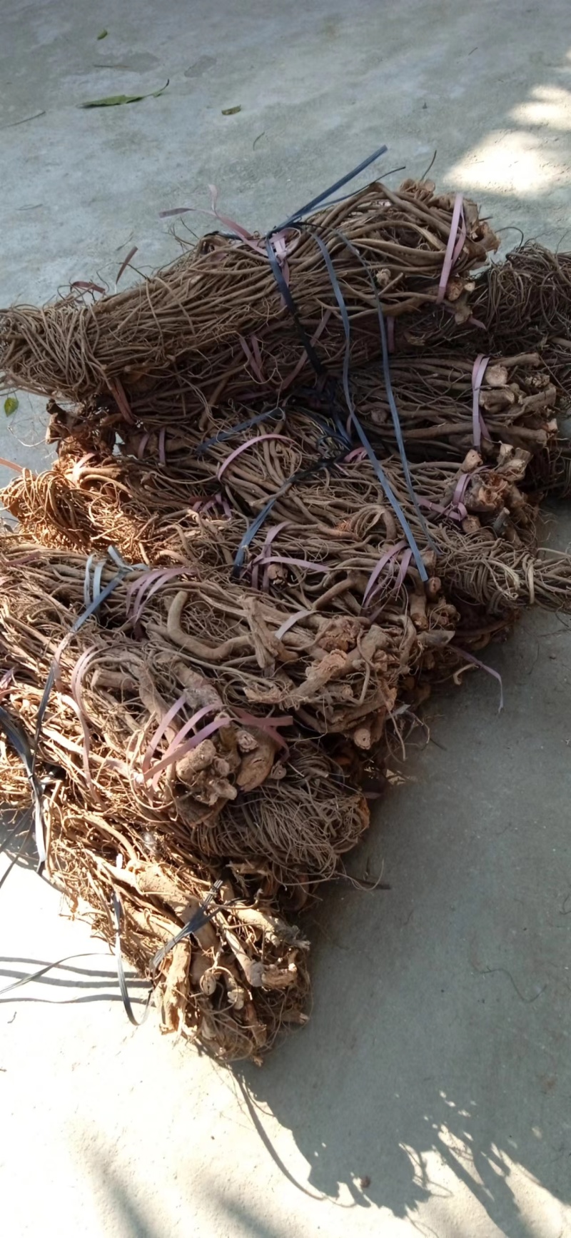 广东省毒鱼藤根专用/见效快/欢迎广大客商咨询