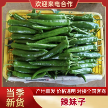 广东鲜辣椒#辣妹子，基地直发，货源充足，欢迎采购