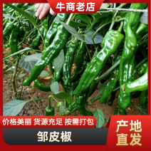 广东鲜辣椒，邹皮椒产地直发，一手货源，货源充足，欢迎订购