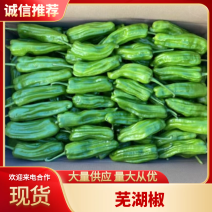 徐闻鲜辣椒#芜湖椒、苏椒、薄皮椒、泡大量供应，一手货源