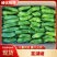 徐闻鲜辣椒#芜湖椒、苏椒、薄皮椒、泡大量供应，一手货源
