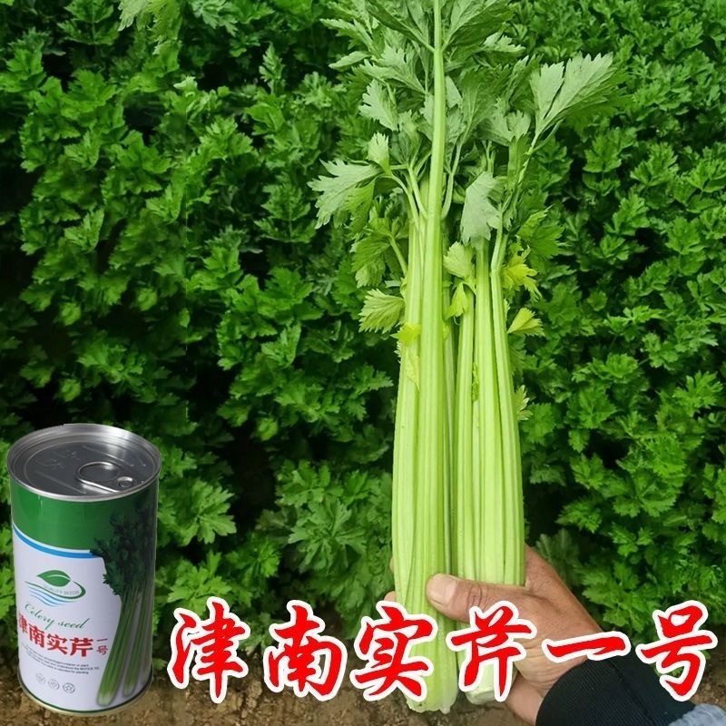 津南实芹种子实心耐寒抽苔晚叶柄黄绿嫩脆
