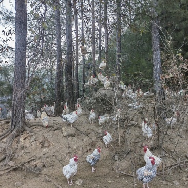 土鸡山地散养纯粮食喂养梅花鸡，不含任何抗生素