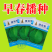 中江种业绿将军甘蓝种子进口春秋播种杂交高扁圆包心菜卷心菜