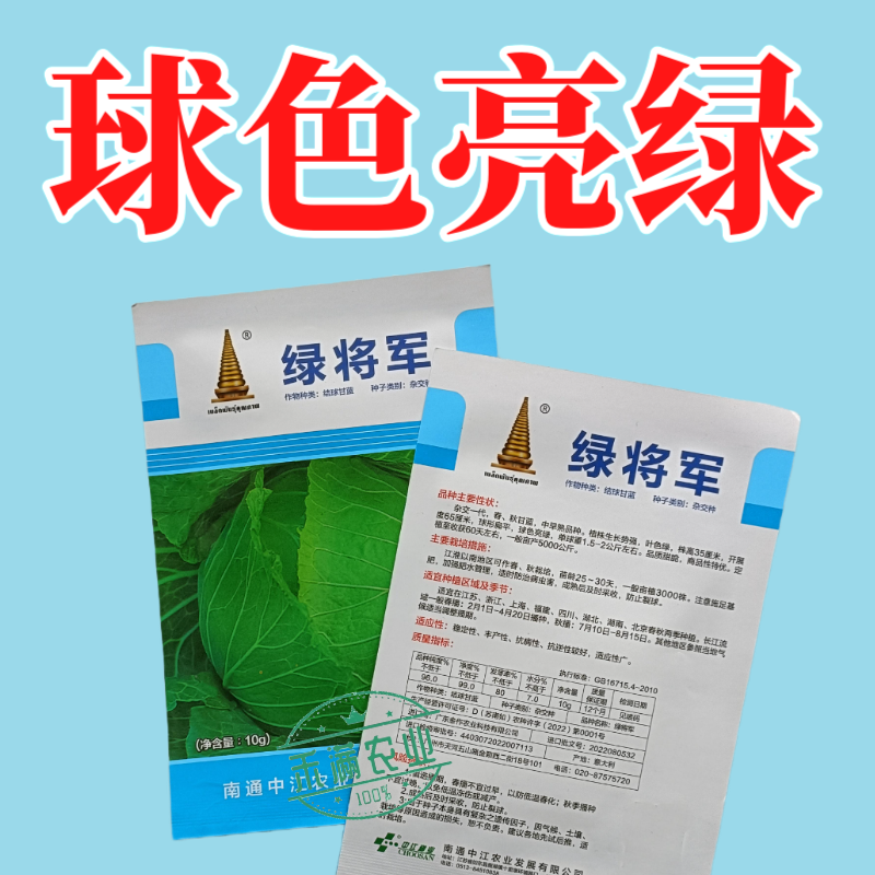 中江种业绿将军甘蓝种子进口春秋播种杂交高扁圆包心菜卷心菜