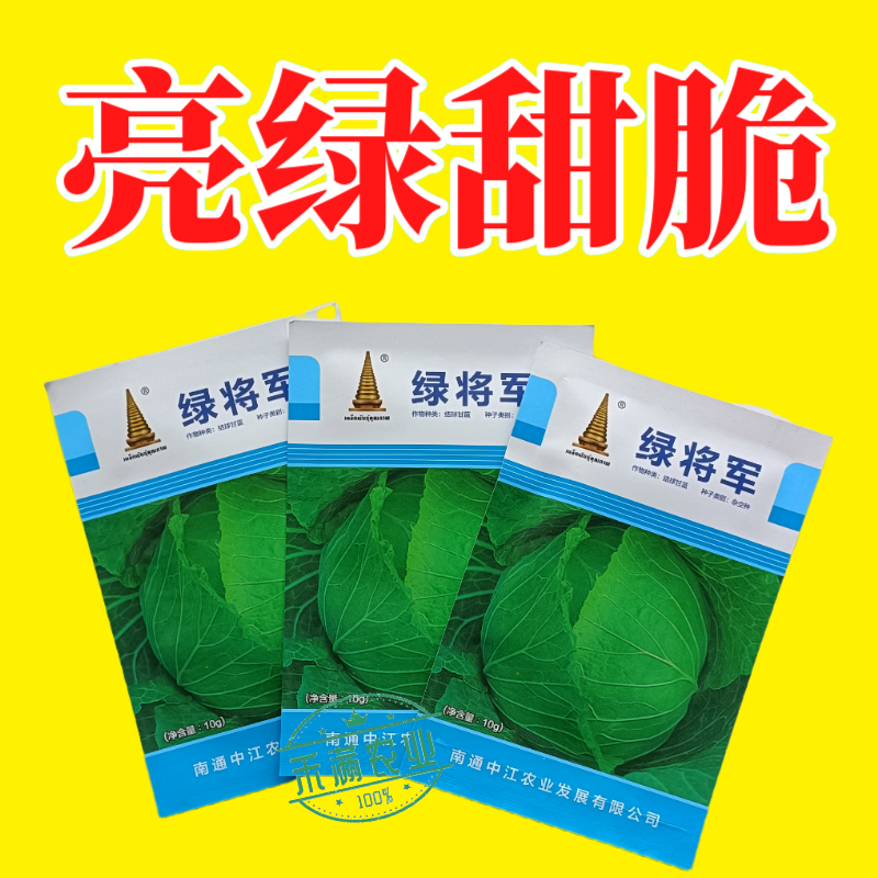 中江种业绿将军甘蓝种子进口春秋播种杂交高扁圆包心菜卷心菜