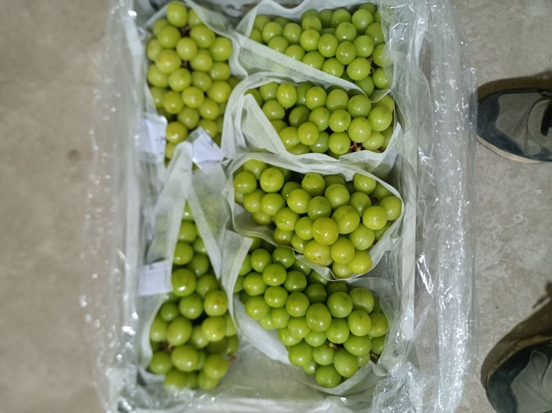 阳光玫瑰大量货源对接商超市场欢迎电话联系