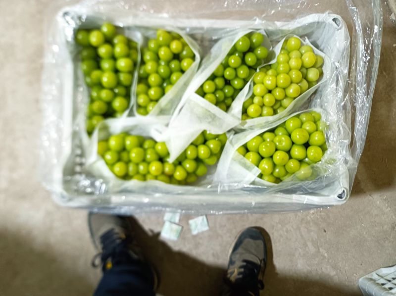 阳光玫瑰大量货源对接商超市场欢迎电话联系
