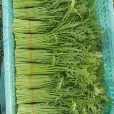 精品茼蒿基地直发对接电商市场超市一手货源