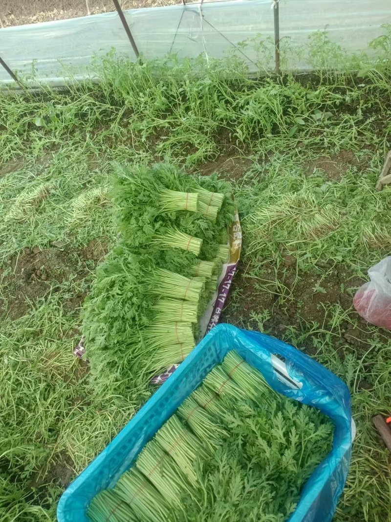 精品茼蒿基地直发对接电商市场超市一手货源