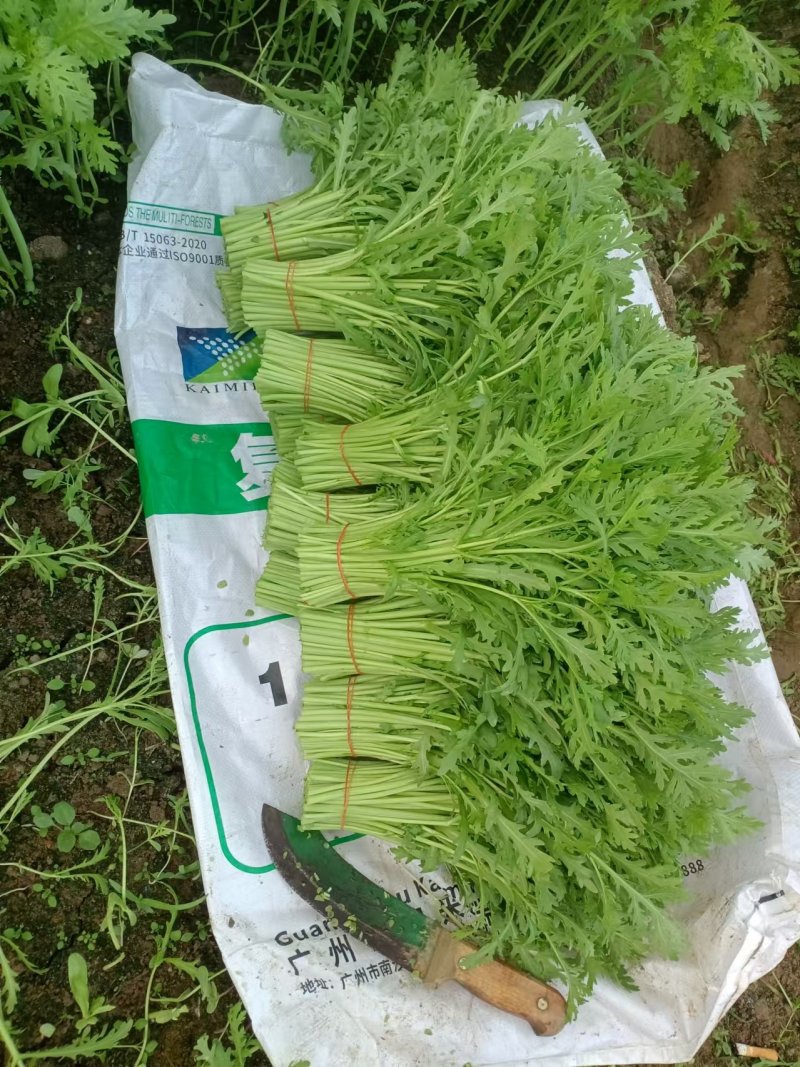 江苏茼蒿基地直发供应电商社区团购市场