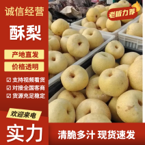 酥梨精品梨万亩基地直发一手货源质量三包可签合同