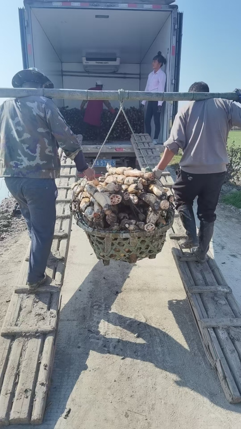 洪湖莲藕产地直发保质保量新鲜可口价格美丽对接商超