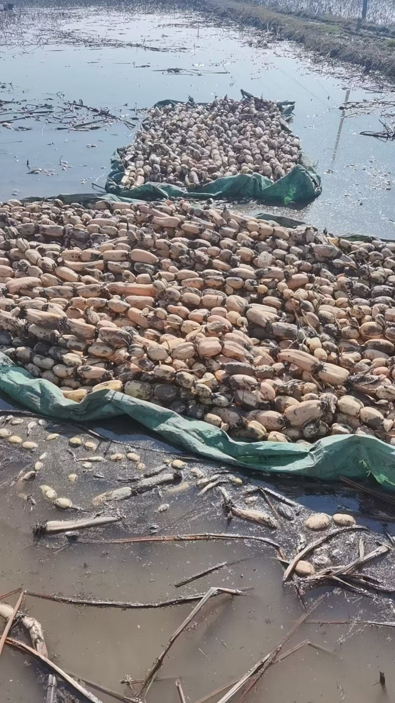 洪湖莲藕产地直发保质保量新鲜可口价格美丽对接商超