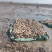 洪湖莲藕产地直发保质保量新鲜可口价格美丽对接商超