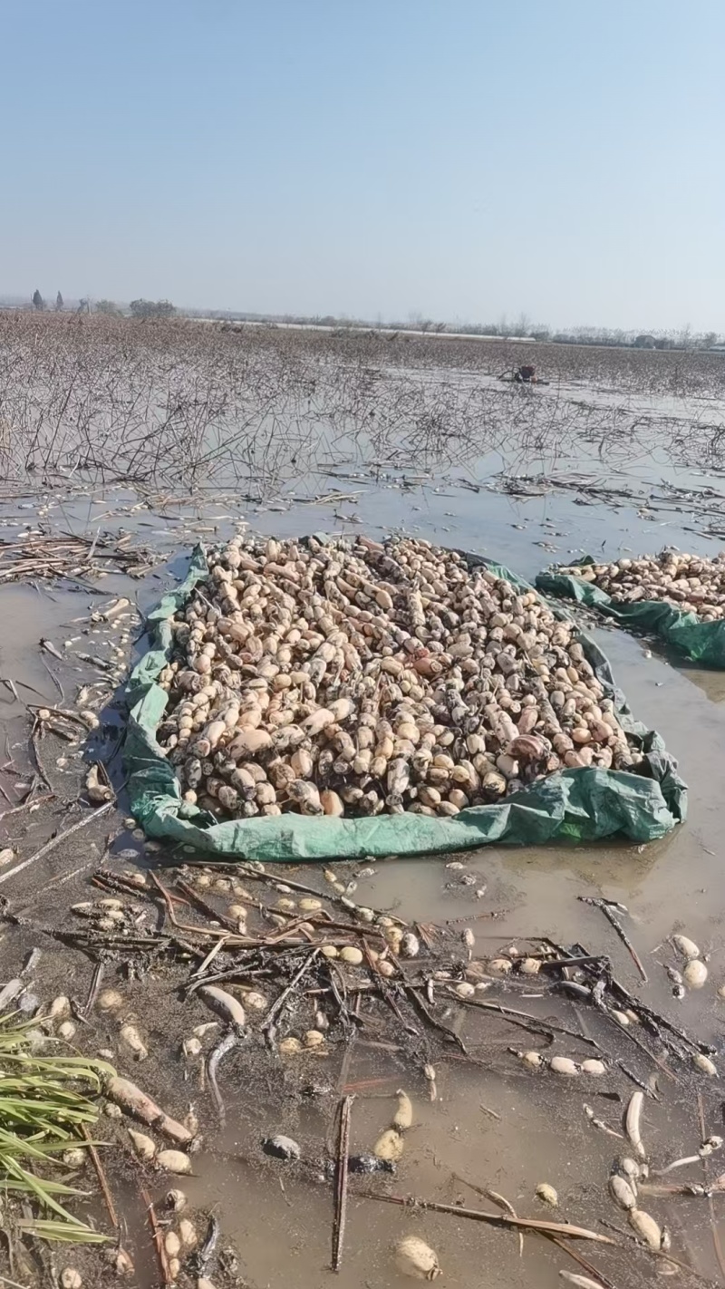 洪湖莲藕产地直发保质保量新鲜可口价格美丽对接商超