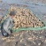 洪湖莲藕产地直发保质保量新鲜可口价格美丽对接商超