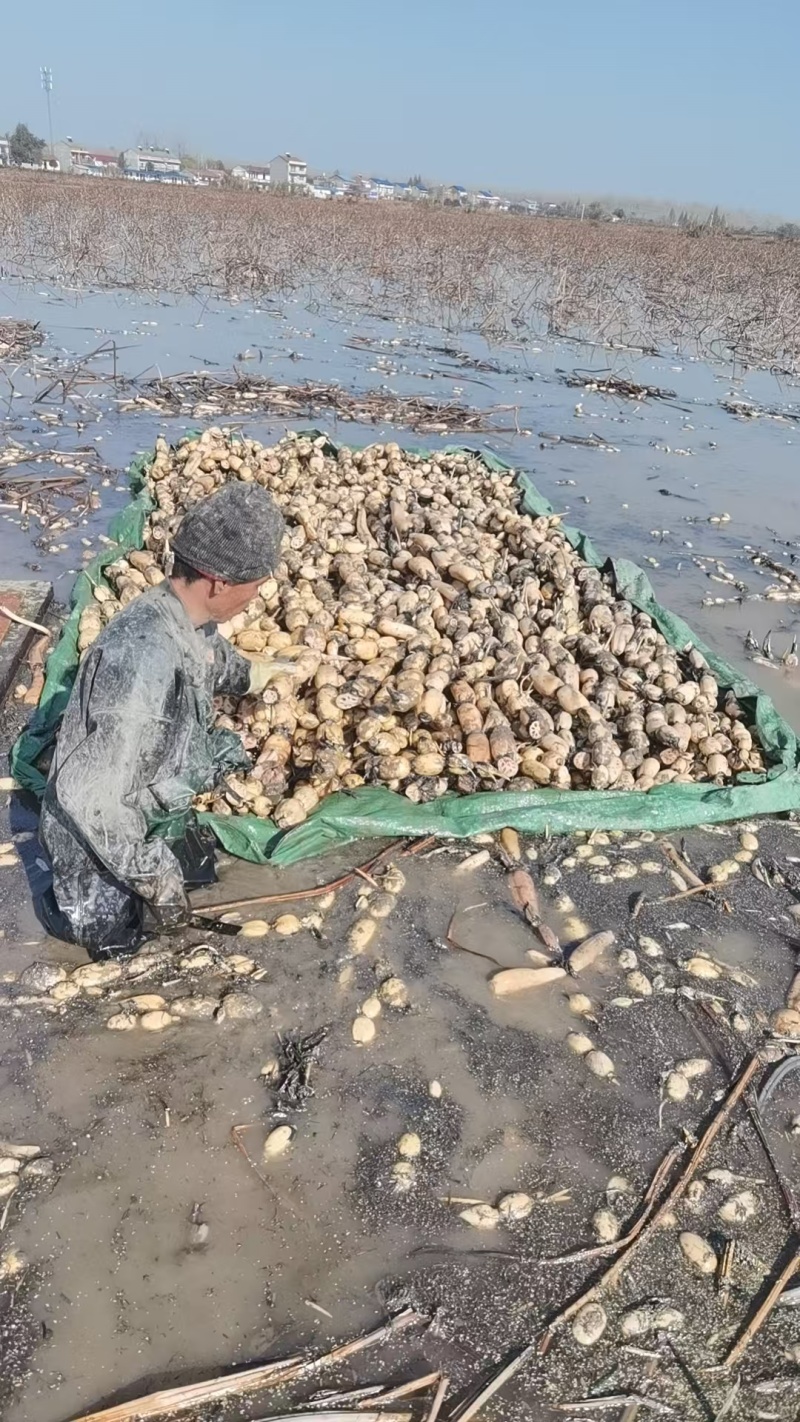 洪湖莲藕产地直发保质保量新鲜可口价格美丽对接商超