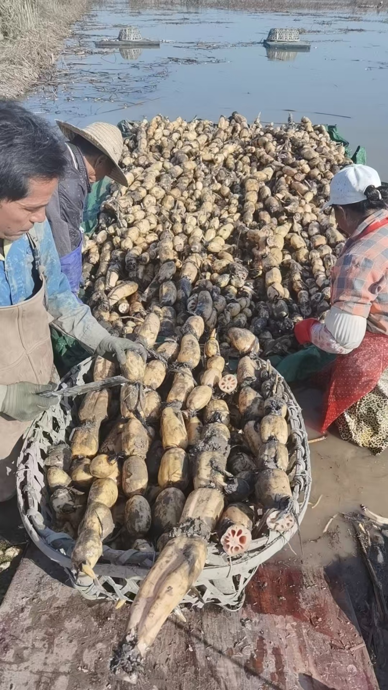 洪湖莲藕产地直发保质保量新鲜可口价格美丽对接商超