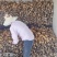 洪湖莲藕产地直发保质保量新鲜可口价格美丽对接商超