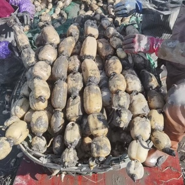 洪湖莲藕产地直发保质保量新鲜可口价格美丽对接商超