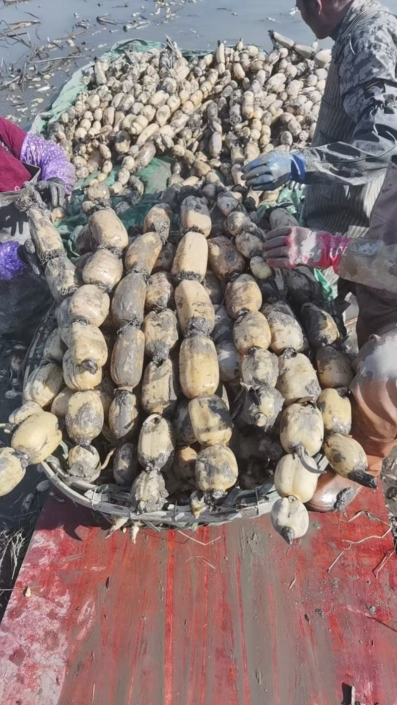洪湖莲藕产地直发保质保量新鲜可口价格美丽对接商超